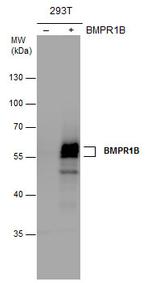CDw293 Antibody in Western Blot (WB)