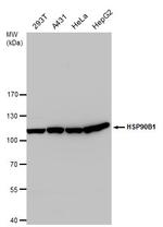 GRP94 Antibody in Western Blot (WB)