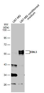 EDIL3 Antibody in Western Blot (WB)