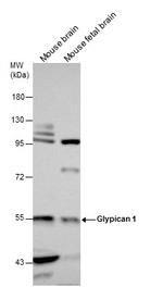 Glypican 1 Antibody in Western Blot (WB)