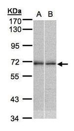 NR2C2 Antibody in Western Blot (WB)