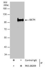 OCT1 (POU2F1) Antibody in Immunoprecipitation (IP)