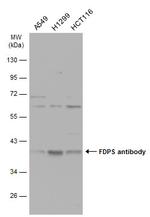 FDPS Antibody in Western Blot (WB)