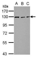 RAD21 Antibody in Western Blot (WB)