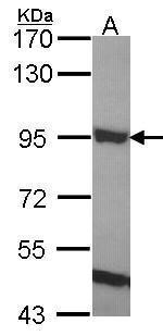 ELMO1 Antibody in Western Blot (WB)