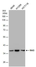 RAI3 Antibody in Western Blot (WB)