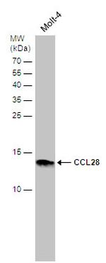 CCL28 Antibody in Western Blot (WB)