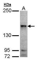 MINK1 Antibody in Western Blot (WB)