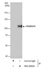 Gephyrin Antibody in Immunoprecipitation (IP)