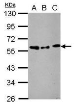STAMBP Antibody in Western Blot (WB)