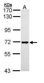 PPIL2 Isoform B Antibody in Western Blot (WB)