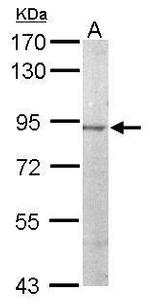 JIP2 Antibody in Western Blot (WB)