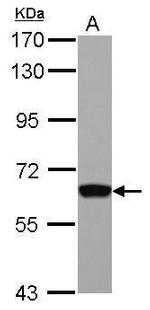 GTF2H1 Antibody in Western Blot (WB)
