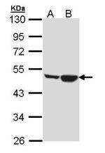 Creatine Kinase MT Antibody in Western Blot (WB)