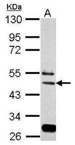 eIF3e Antibody in Western Blot (WB)