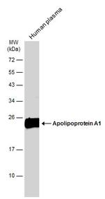 ApoA1 Antibody in Western Blot (WB)