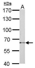 TBX5 Antibody in Western Blot (WB)