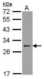 ARC Antibody in Western Blot (WB)