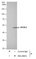 RUVBL2 Antibody in Immunoprecipitation (IP)