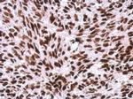 Histone H1 Antibody in Immunohistochemistry (Paraffin) (IHC (P))