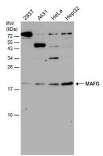 MAFG Antibody in Western Blot (WB)