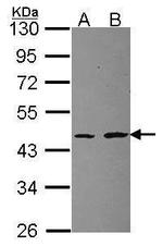 RPL3 Antibody in Western Blot (WB)