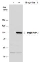 Importin 13 Antibody in Western Blot (WB)