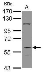 DGCR2 Antibody in Western Blot (WB)