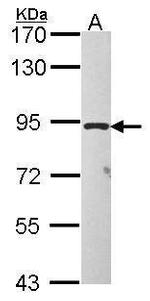 TAS1R1 Antibody in Western Blot (WB)
