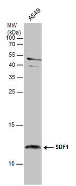 CXCL12 Antibody in Western Blot (WB)