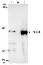 JMJD1B Antibody in Immunoprecipitation (IP)