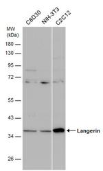 Langerin Antibody in Western Blot (WB)