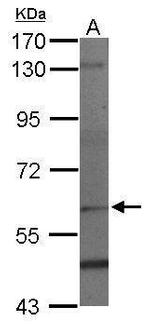 PAF1 Antibody in Western Blot (WB)