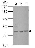 GLIS1 Antibody in Western Blot (WB)