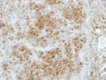 SLC4A1AP Antibody in Immunohistochemistry (Paraffin) (IHC (P))
