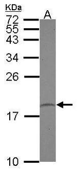 PPIL1 Antibody in Western Blot (WB)