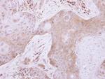 TXNL2 Antibody in Immunohistochemistry (Paraffin) (IHC (P))
