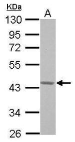 GNA15 Antibody in Western Blot (WB)