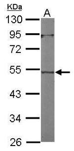 Actin-like 7A Antibody in Western Blot (WB)