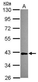 MAB21L1 Antibody in Western Blot (WB)