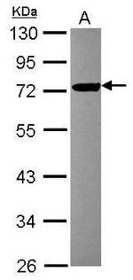 FBXL17 Antibody in Western Blot (WB)