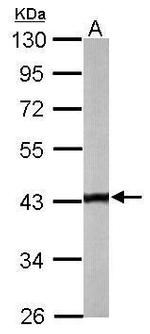 TMOD2 Antibody in Western Blot (WB)