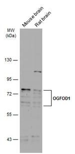 OGFOD1 Antibody in Western Blot (WB)