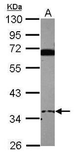 EID3 Antibody in Western Blot (WB)