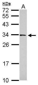 FAM78B Antibody in Western Blot (WB)
