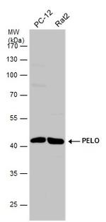 PELO Antibody in Western Blot (WB)