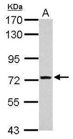 TMEM62 Antibody in Western Blot (WB)