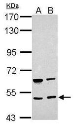 BRUNOL4 Antibody in Western Blot (WB)