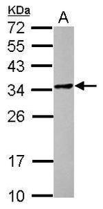 POMZP3 Antibody in Western Blot (WB)