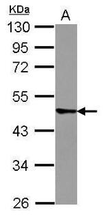 TRIM43 Antibody in Western Blot (WB)